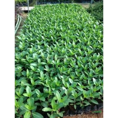 大紅赤丹茶花價格 福建茶花基地銷售