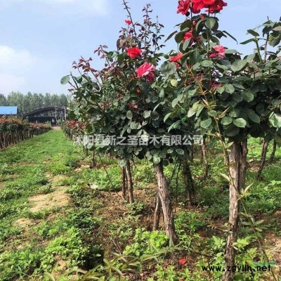 批發茶花樹到茶花樹基地