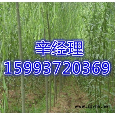 河南出售白皮松/報價159-9372-0369【藝林苗木】