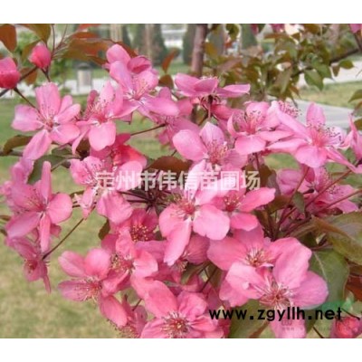 金葉女貞介紹，河北金葉女貞價(jià)格，河北金葉女貞產(chǎn)地
