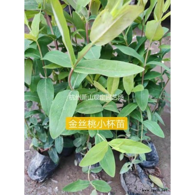浙江蕭山大量供應(yīng)金森女貞工程色塊苗。小毛球小杯苗大杯苗