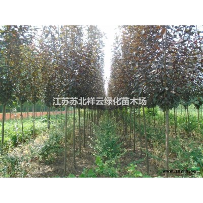 金森女貞大小杯苗批發