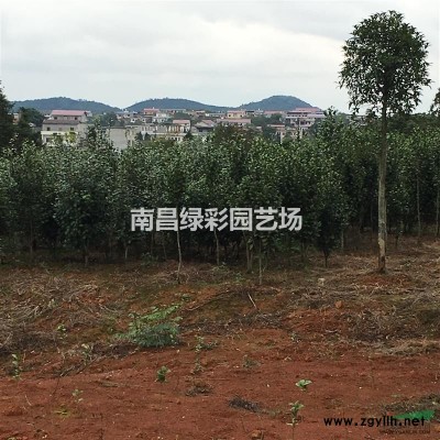 桂花 茶花 樟樹 各種1年生工程色塊苗:紅花繼木金森女貞杜鵑