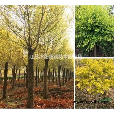 金邊黃楊,金邊四季青,大葉黃楊,小葉黃楊,金邊黃楊小苗