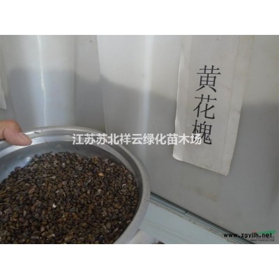 江蘇大葉黃楊柱批發，大葉黃楊柱規格*