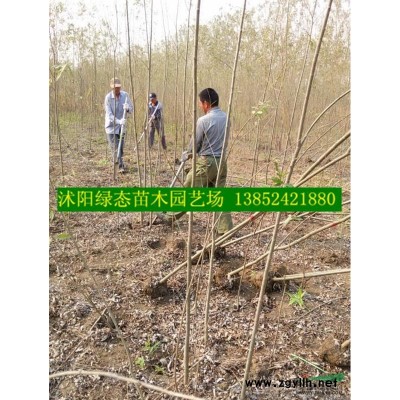 大葉黃楊小苗價(jià)格,冬青小苗價(jià)格,金葉女貞小苗價(jià)格,黃楊小苗