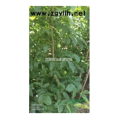 80公分-1米精品大葉黃楊球