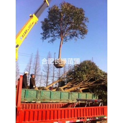安徽合肥苗圃直銷海桐球，大葉黃楊球，無刺枸骨球，金森女貞球