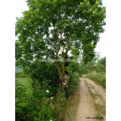 肥西供應(yīng)：梔子花球、海桐、火棘球、劍麻