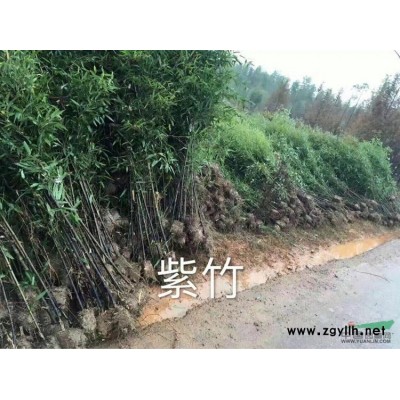 火棘苗，火棘球基地