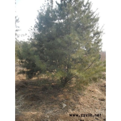 白皮松，泰安白皮松，山東泰安白皮松，泰安市本昌園林綠化工程有限公司供應