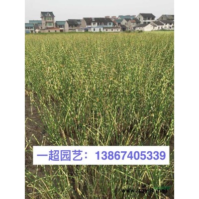 茶花 茶花球 茶花價格