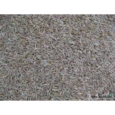 長期供應(yīng)美人茶 美人茶花 美人茶樹 樹苗 基地直供 量大優(yōu)惠