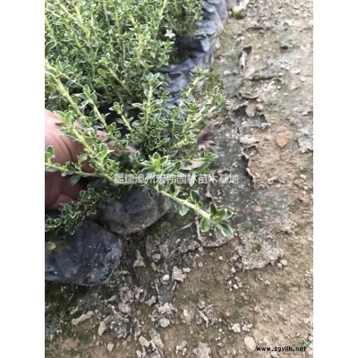 茶花，香水茶花，山茶