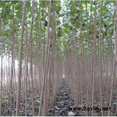 南陽(yáng)出售白皮松報(bào)價(jià)159-9372-0369【藝林苗木】