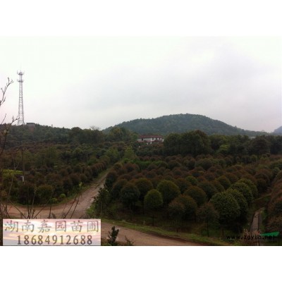 大茶花球高3m寬4m行情報(bào)價(jià)\大茶花球高3m寬4m圖片展示