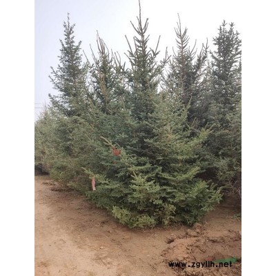 獨桿茶花地徑5-8公分北京大苗圃基地購樹木市場排名價格