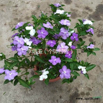 1-5米高茶花籠子價(jià)格.七星茶花籠子出售.4米高茶花籠子多少