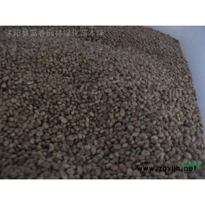 茶梅柱茶梅球 各種規(guī)格 基地直供 茶花 品種* 園林綠化