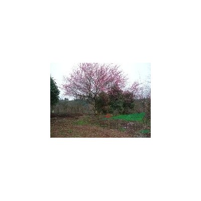 大冠幅茶花供應/精品茶花圖片