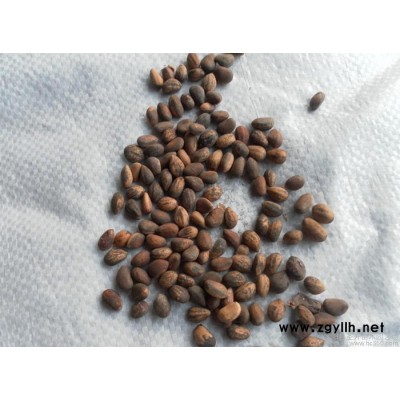 江蘇白皮松種子批發