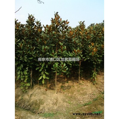 新21年南京10公分紅葉石楠樹行情價格