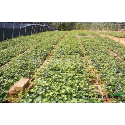 金葉女貞球冠幅30-2米*新報價/金葉女貞球批發價格 圖片