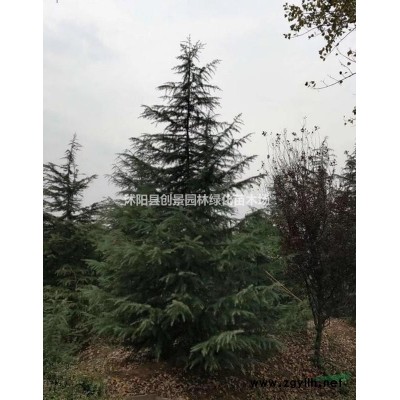 哪里有金葉女貞球  價(jià)格低 質(zhì)量好