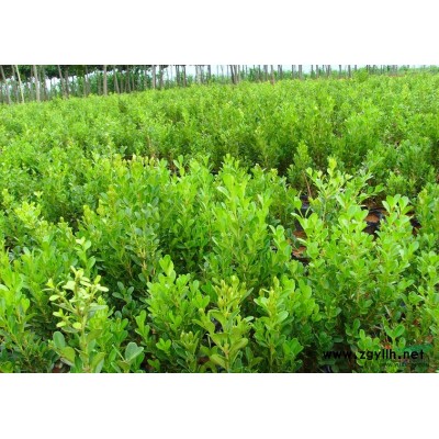 山東金葉女貞*新價格/山東金葉女貞報價