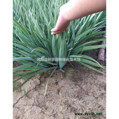 【金森女貞球】基地直銷 金森女貞價(jià)格 貨源充足