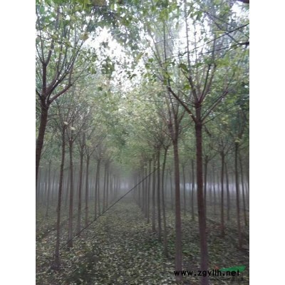 河南金森女貞介紹