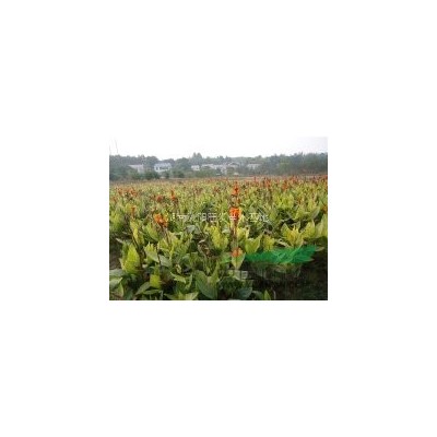 金森女貞、毛杜鵑、紅花繼木、大葉梔子等小毛球