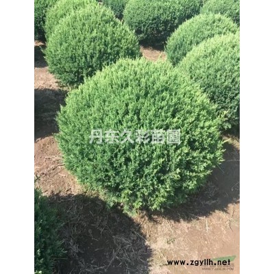 朝鮮黃楊和大葉黃楊的區別