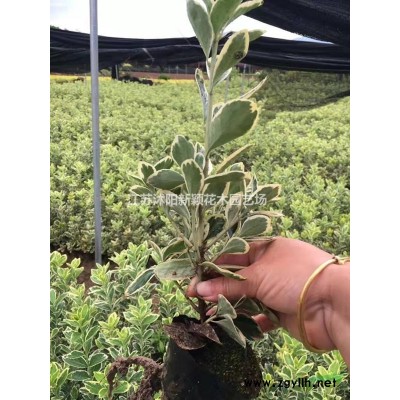 火棘苗，火棘球基地