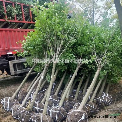 火棘，高度45公分火棘苗價(jià)格，廠家直銷(xiāo)，規(guī)格*