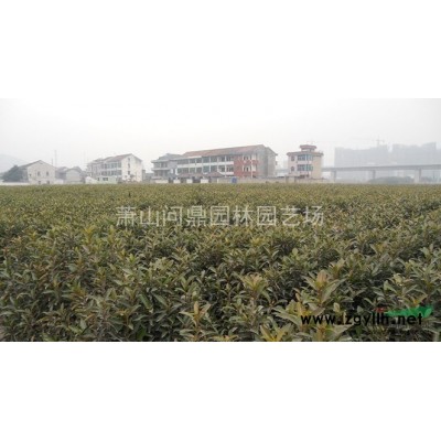 浙江 山茶茶花 自產(chǎn)直銷供應(yīng)報(bào)價(jià)