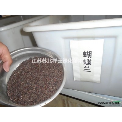 江蘇耐冬茶花價格，江蘇耐冬茶花大量批發