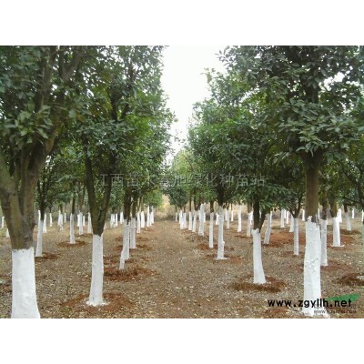 茶花小苗*新價格/茶花小苗報價