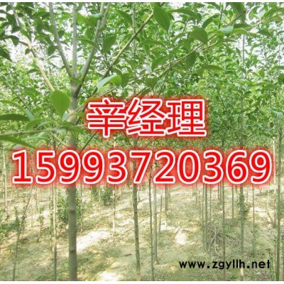 許昌長期供應白皮松電話159-9372-0369【藝林苗木】