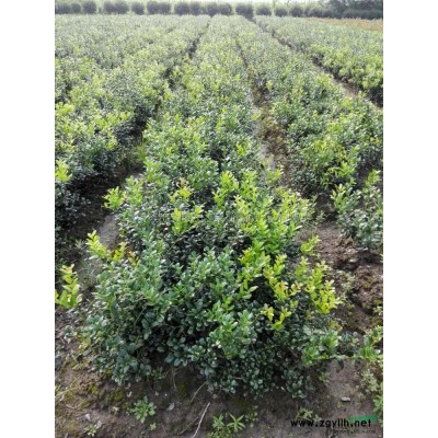 供應(yīng)杜鵑，茶花，茶梅球各種精品球類