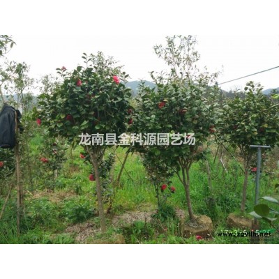 茶花　山茶花　茶花小苗　六角大紅 赤丹江西贛州苗木