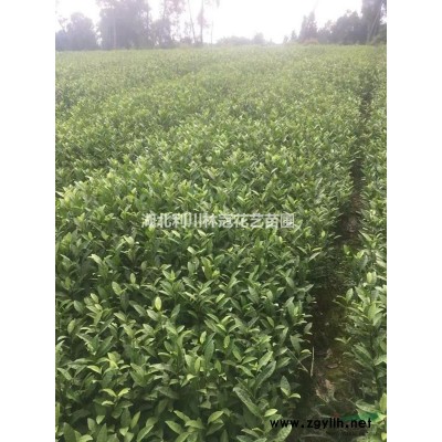 湖北山茶花便宜冠幅1.2米山茶花 高2米山茶花價(jià)格248元