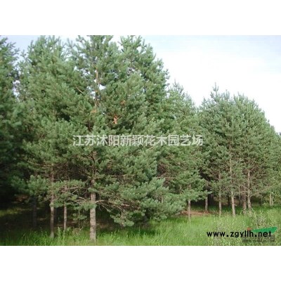 春鵑，夏鵑，紫鵑 杜鵑苗木