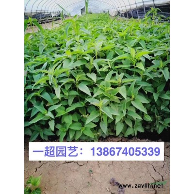 杜鵑 杜鵑小苗 杜娟小苗 杜娟基地批發(fā) 毛杜鵑價格