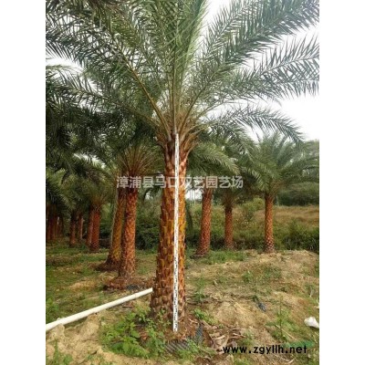 西洋杜鵑球，基地直銷