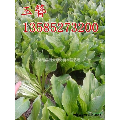 供應(yīng)10-15公分金葉女貞扦插小苗價(jià)格優(yōu)惠