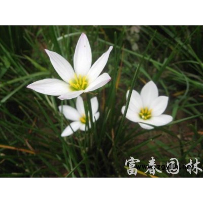 長期供應(yīng)金葉女貞金葉女貞球小苗 金葉女貞球 叢生苗