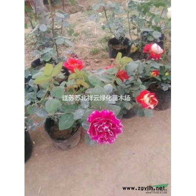 江蘇金葉女貞柱基地，金葉女貞柱價格