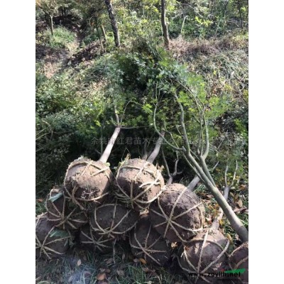 浙江小苗小苗基地金森女貞價格低