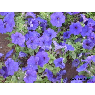 大批量供應(yīng)金森女貞小苗，金森女貞穴盆苗，金森女貞營(yíng)養(yǎng)缽